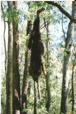 Australian Feral Dog  - A sheep killer weighed 40kg - .223 120m.jpg